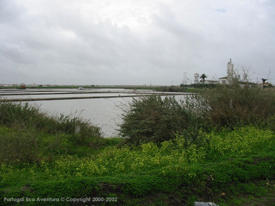 PEA_ALC02_62