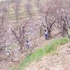 PEA_FUN04_199